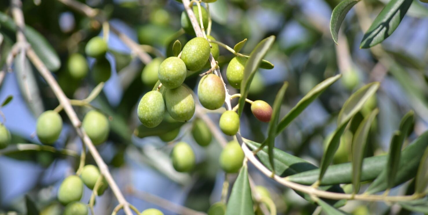 Día del Aceite Verdial de Periana, oro líquido de La Axarquía