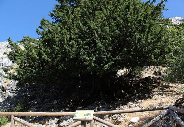 Ruta de los Tejos Milenarios: Un Viaje por la Naturaleza Ancestral de la Sierra de Cazorla